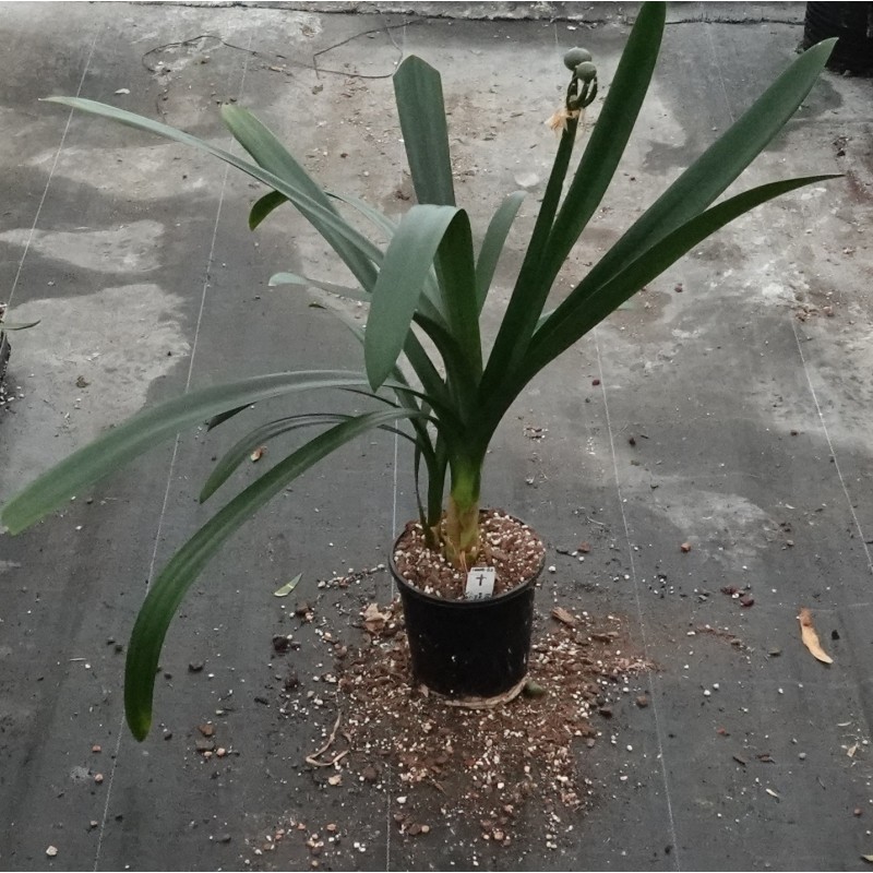 Clivia -interspecifieke kruising 10009-63-