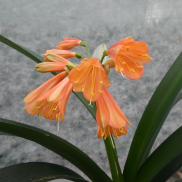 Clivia -interspecifieke kruising 12027-01-