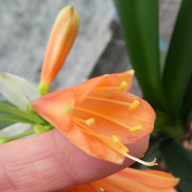 Clivia -interspecifieke kruising 12027-01-