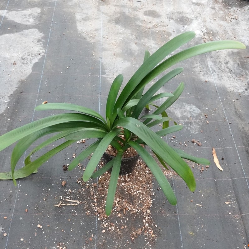 Clivia -interspecifieke kruising 12027-01-