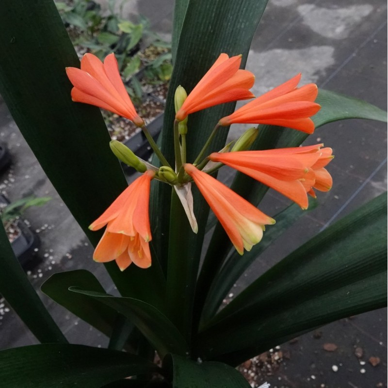 Clivia -interspecifieke kruising 13443-05-
