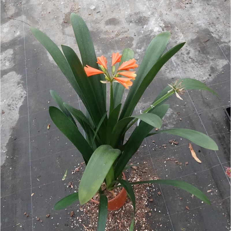 Clivia -interspecifieke kruising 13443-05-
