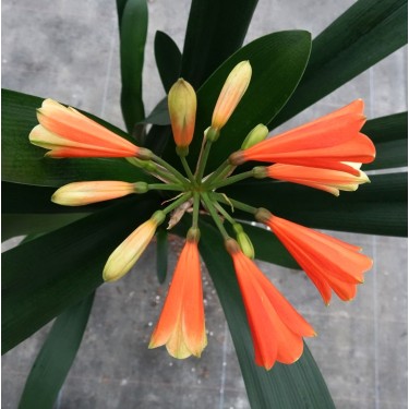 Clivia -interspecifieke kruising 13443-05-
