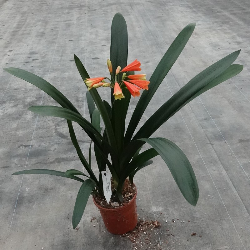 Clivia -interspecifieke kruising 13443-05-
