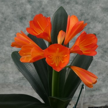 Clivia -interspecifieke kruising 13455-01-