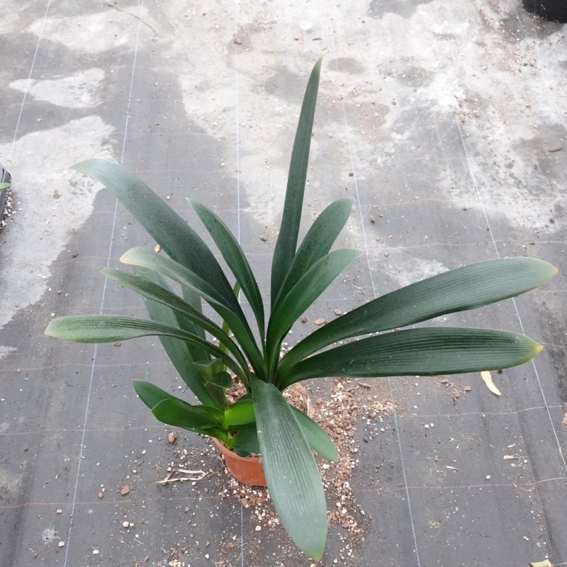 Clivia -interspecifieke kruising 13455-01-