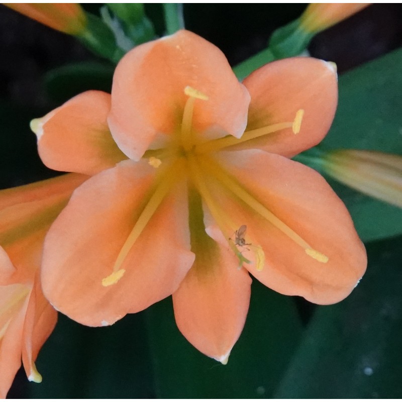 Clivia -interspecifieke kruising 14535-03-
