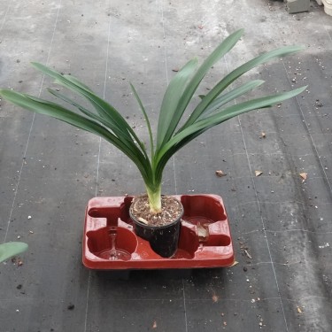 Clivia -interspecifieke kruising 14535-03-
