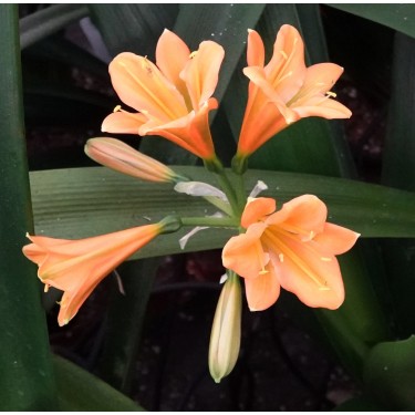 Clivia -interspecifieke kruising 14535-03-