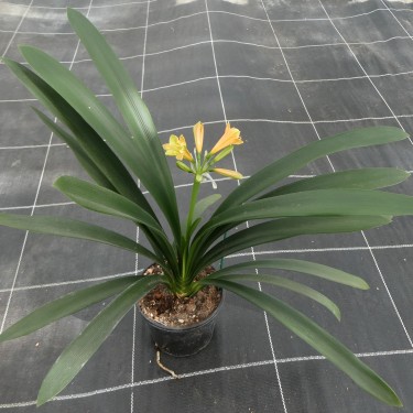 Clivia -interspecifieke kruising 14535-03-