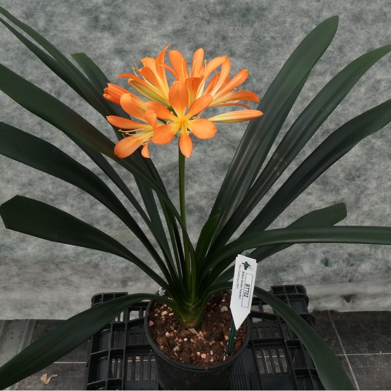 Clivia miniata -BTT02-