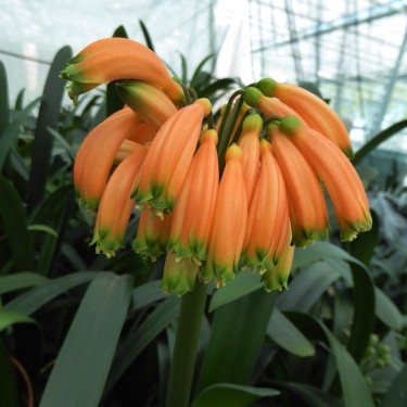 Clivia caulescens -CCP01-