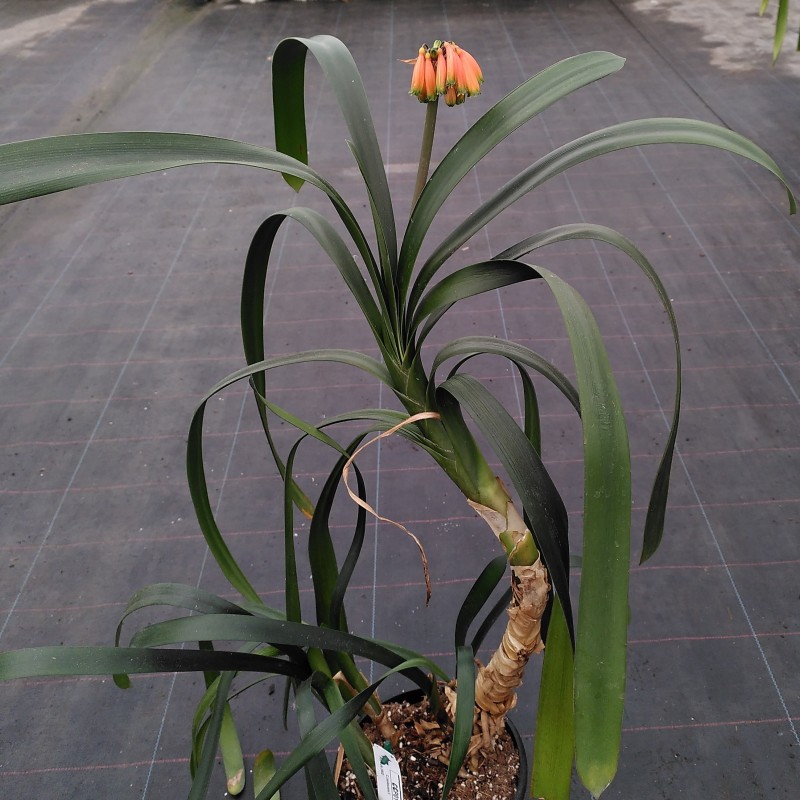 Clivia caulescens -CCP01-