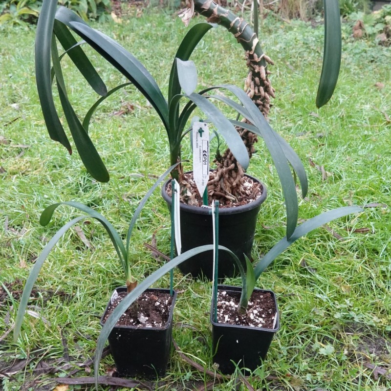 Clivia caulescens -CCP01-