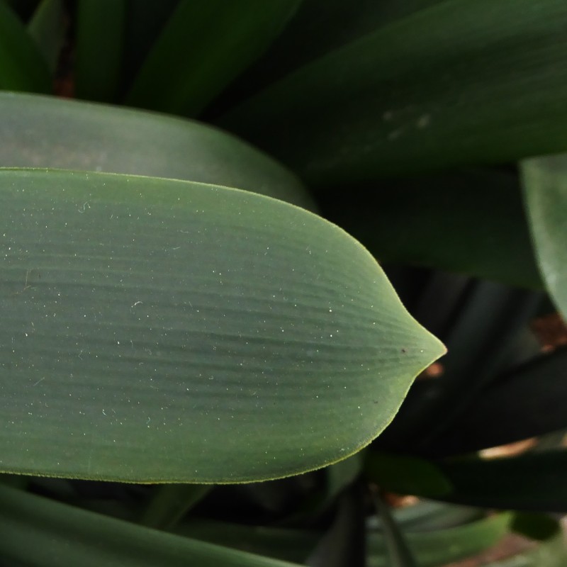 Clivia caulescens -CCP01-