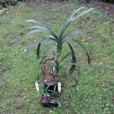 Clivia caulescens -CCP01-