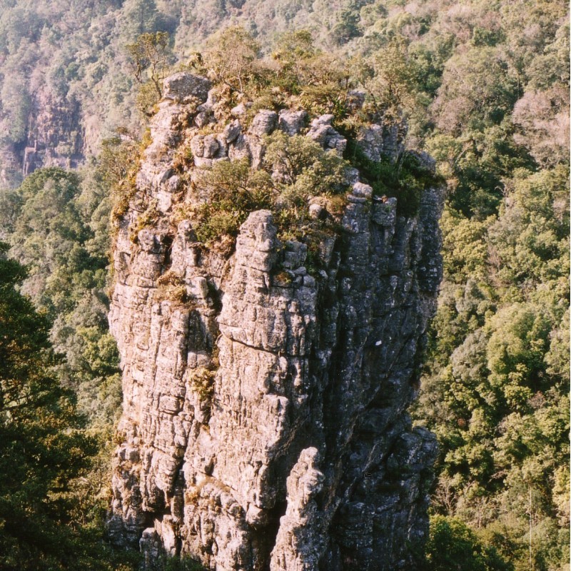 Clivia caulescens -CCP01-