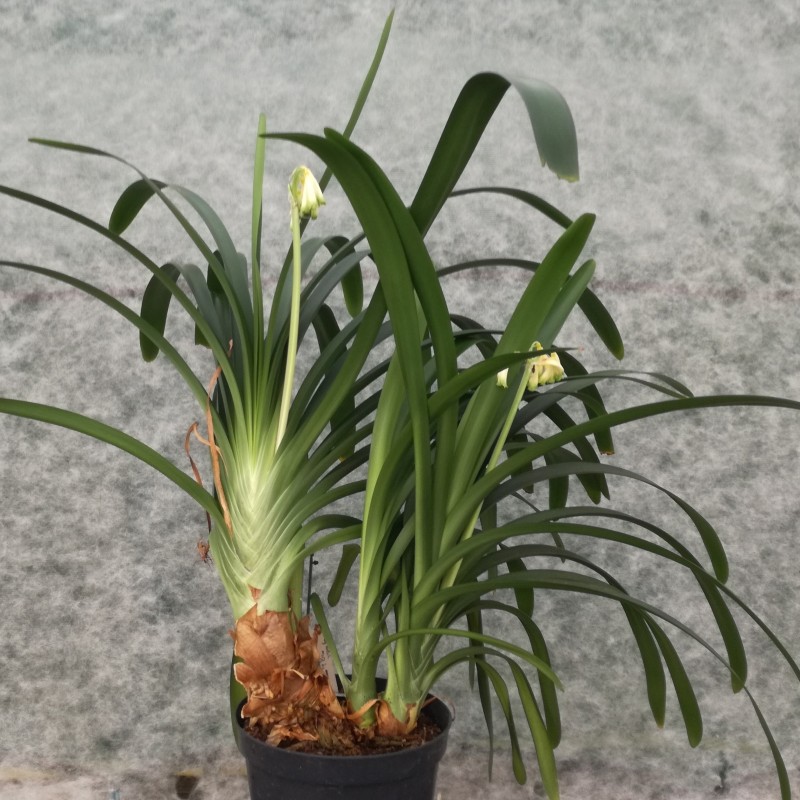 Clivia robusta -SCU01- 9 cm pot