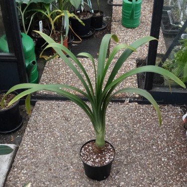 Clivia robusta -SCU01- 17 cm pot