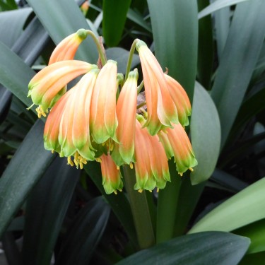 Clivia robusta -SCU11-