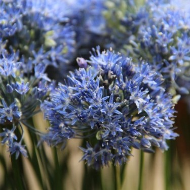 Allium caeruleum