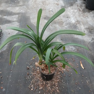 Clivia robusta -SCU11-