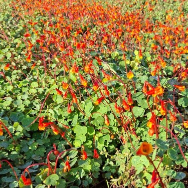 Tropaeolum tuberosum