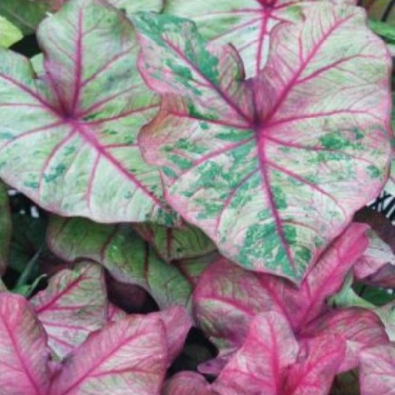 Caladium 'Autumn Beauty'