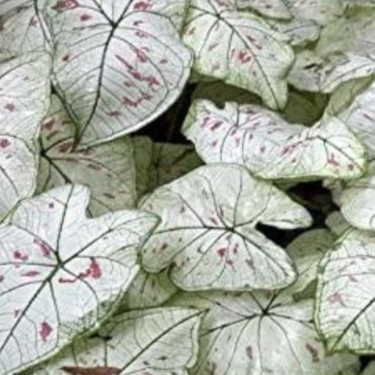 Caladium 'Strawberry Star' ®