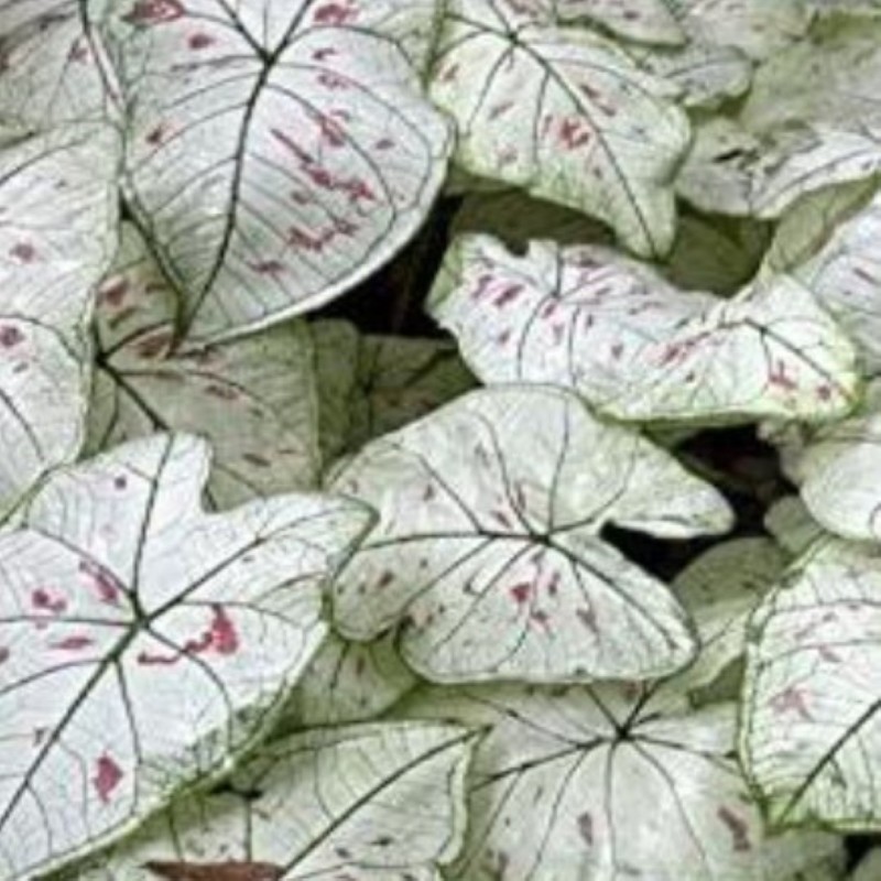 Caladium 'Strawberry Star' ®