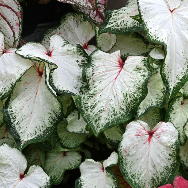 Caladium 'White Lightning'