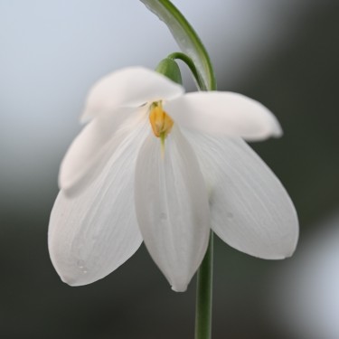 Galanthus 'Don Armstrong'