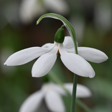 Galanthus 'Don Armstrong'