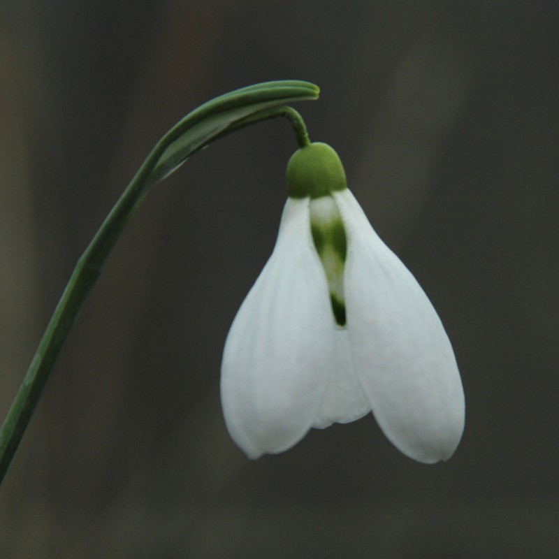 Galanthus 'Enid Bromley'