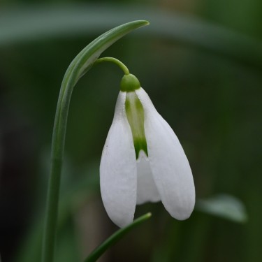 Galanthus 'Enid Bromley'