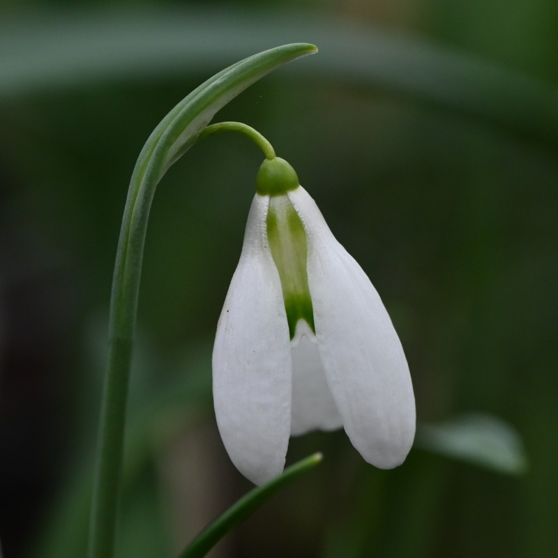 Galanthus 'Enid Bromley'