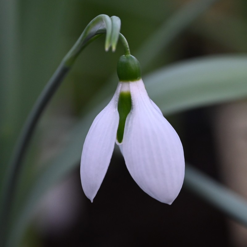 Galanthus 'Kyre Park'