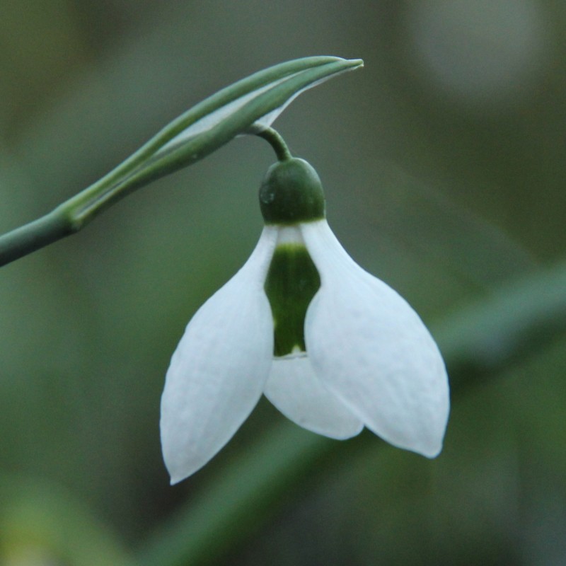 Galanthus 'Kyre Park'