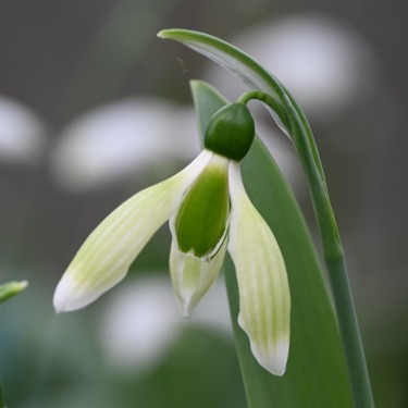Galanthus 'Margaret Biddulph'
