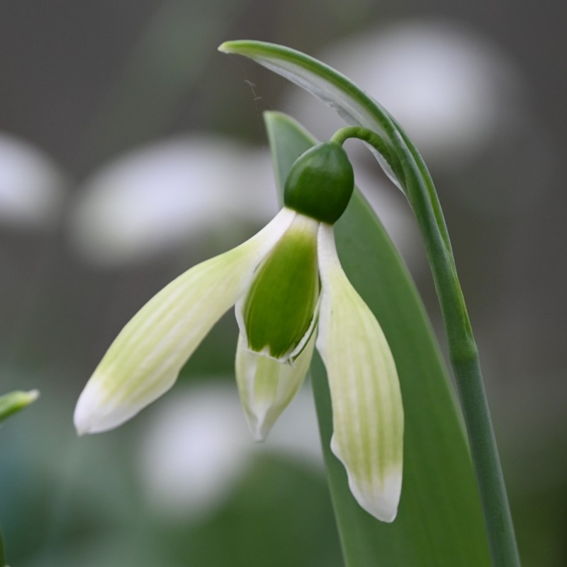 Galanthus 'Margaret Biddulph'