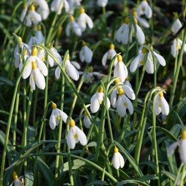 Galanthus 'Primrose Warburg' 