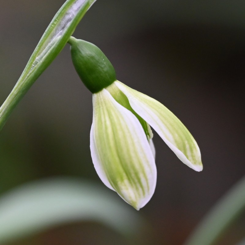 Galanthus 'Rosemary Burnham'