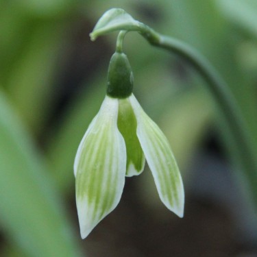Galanthus 'Rosemary Burnham'