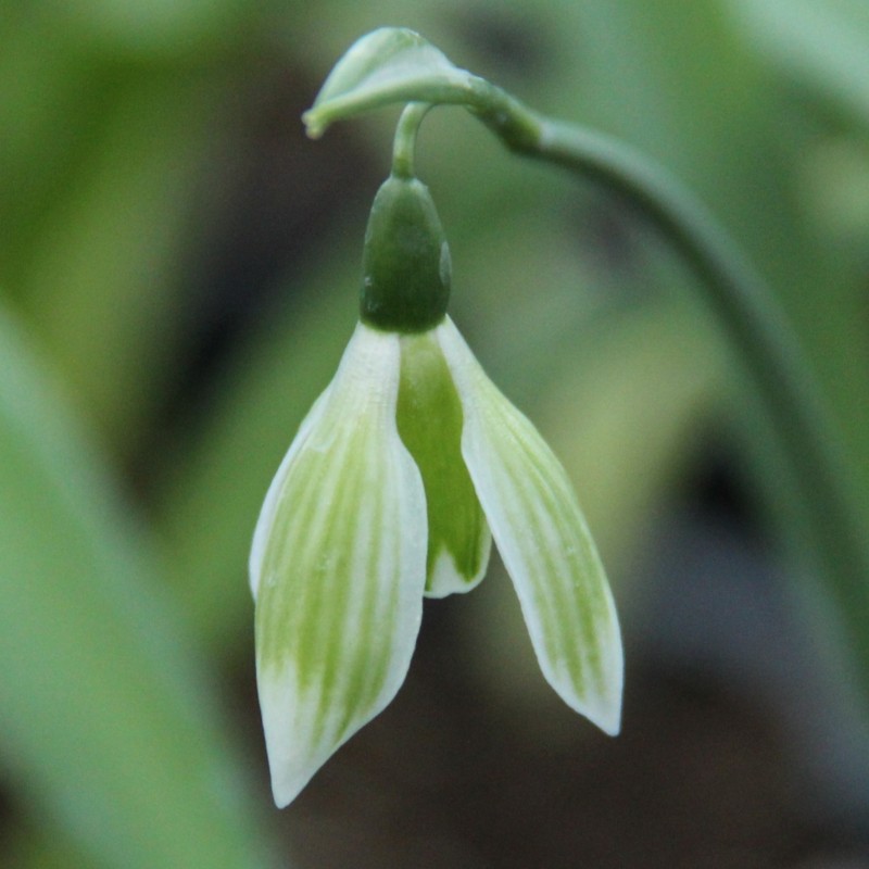 Galanthus 'Rosemary Burnham'