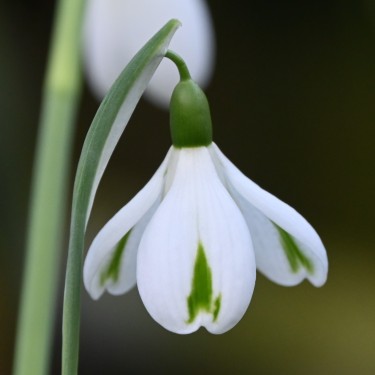 Galanthus 'Trumps'