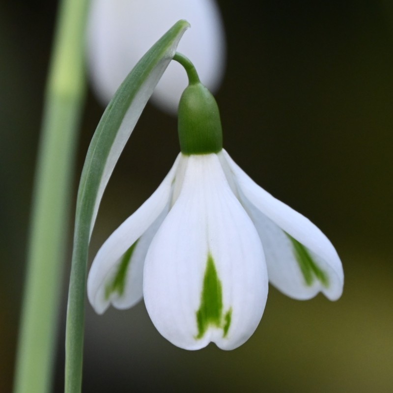 Galanthus 'Trumps'