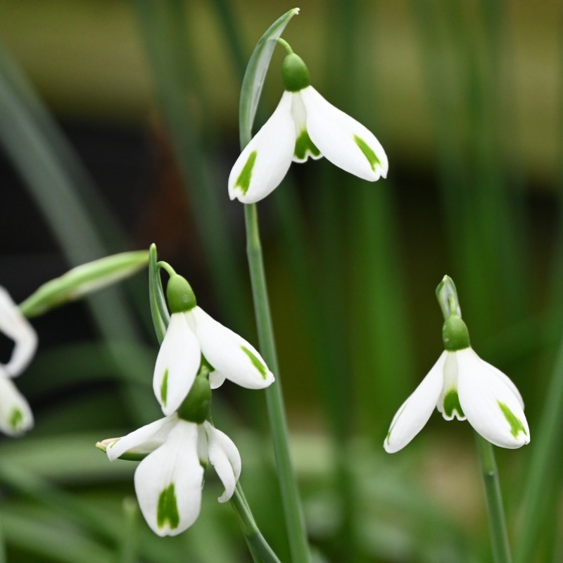 Galanthus 'Trumps'