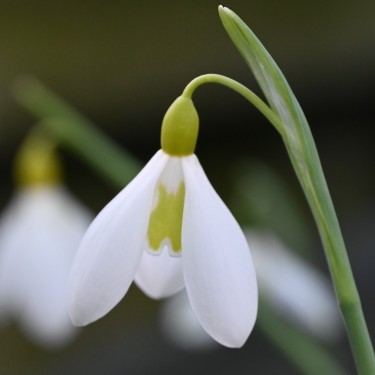 Galanthus 'Wendy's Gold'