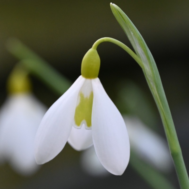Galanthus 'Wendy's Gold'