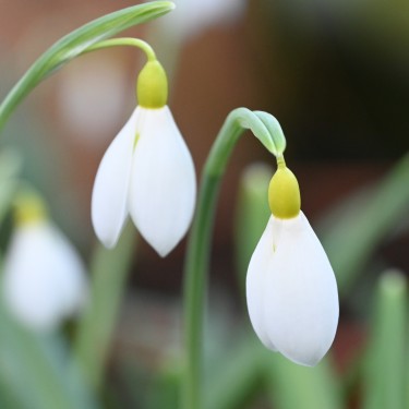Galanthus 'Wendy's Gold'